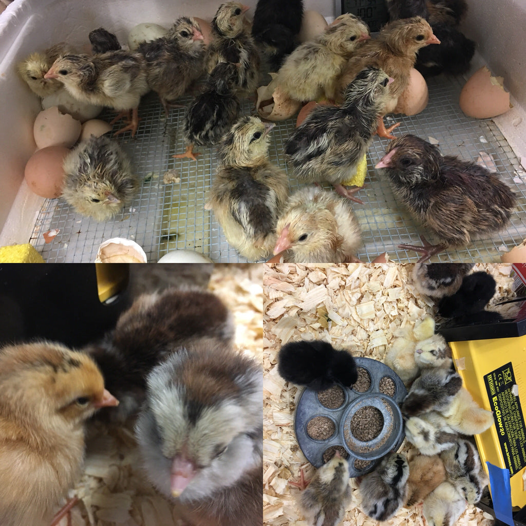 Chick Chick Here... and a Chick Chick There!