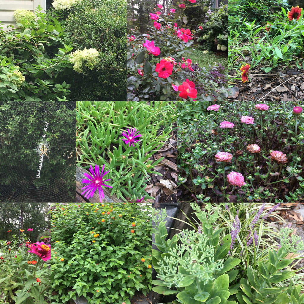 Welcome to My Yard... I Like Flowers Too!